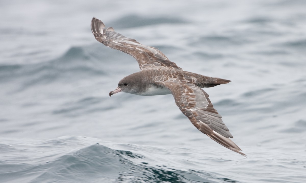 Pink-footed Shearwater - ML434829811