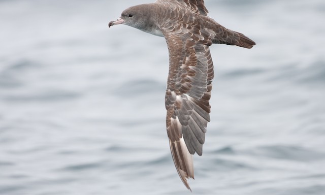 Wing detail showing molt pattern. - Pink-footed Shearwater - 