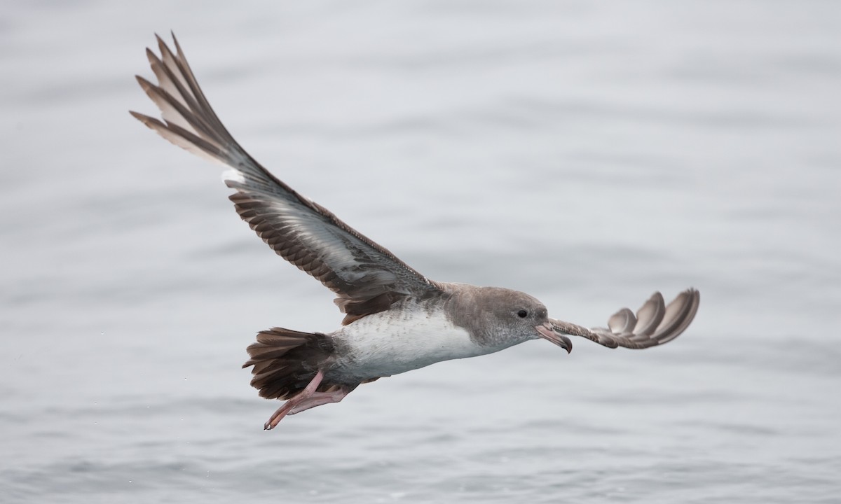 Pink-footed Shearwater - ML434831081