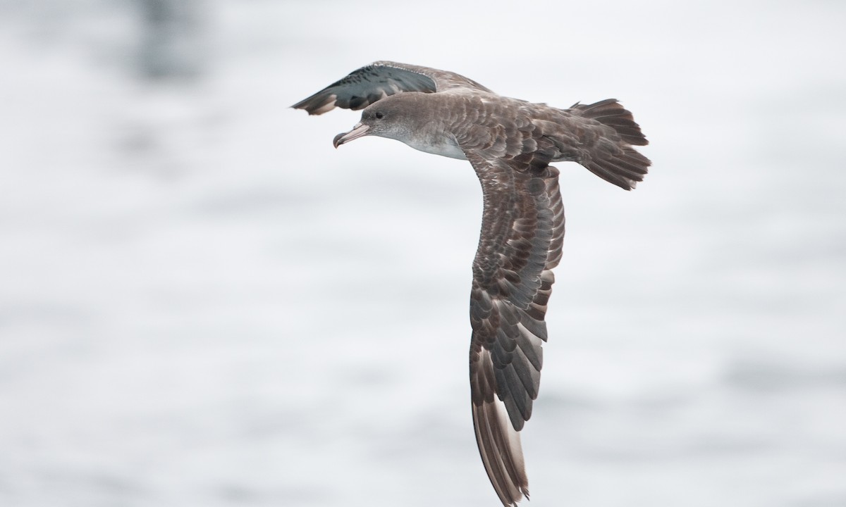 Pink-footed Shearwater - ML434831091