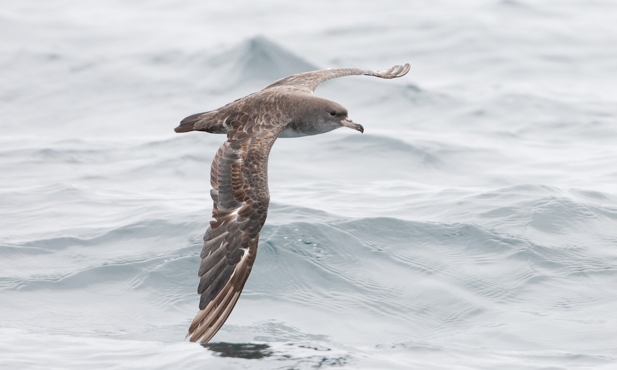 Pink-footed Shearwater - ML434831111