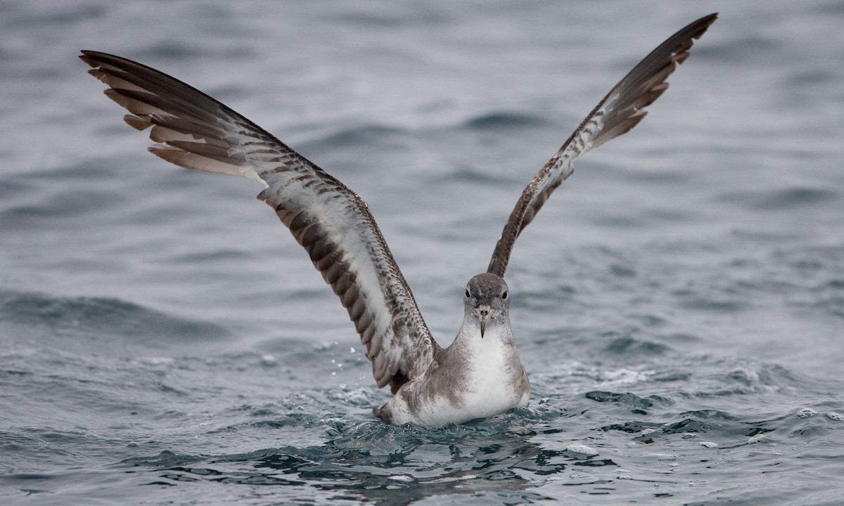 Pink-footed Shearwater - ML434831541