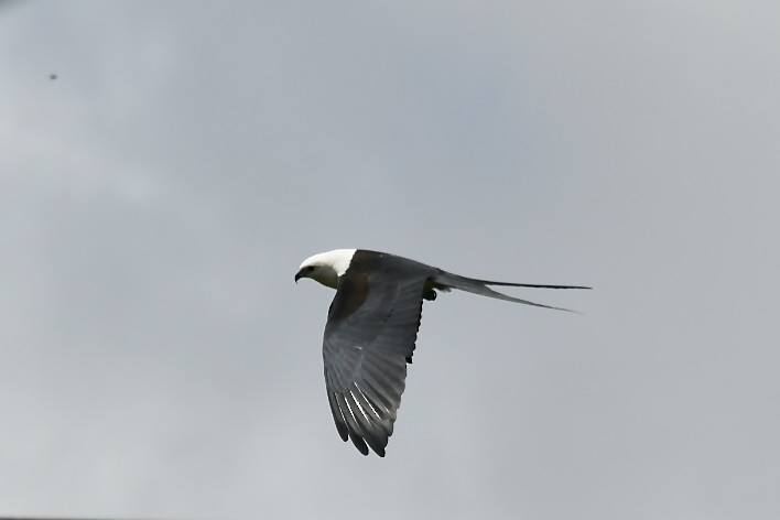 Swallow-tailed Kite - ML434832621