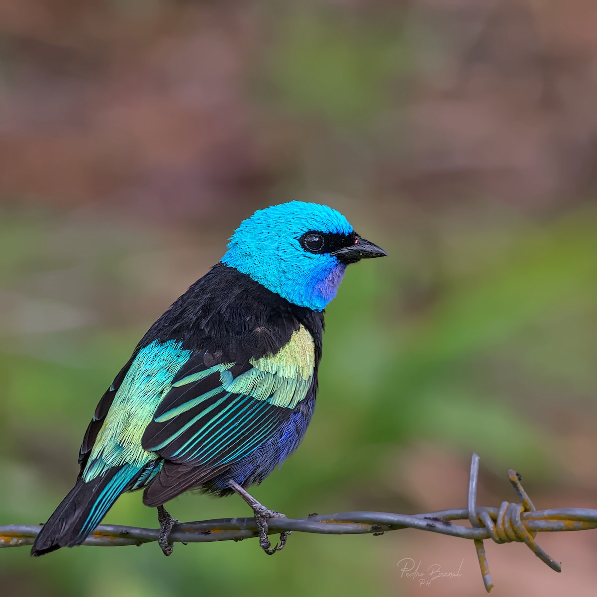 Blue-necked Tanager - Pedro Bernal