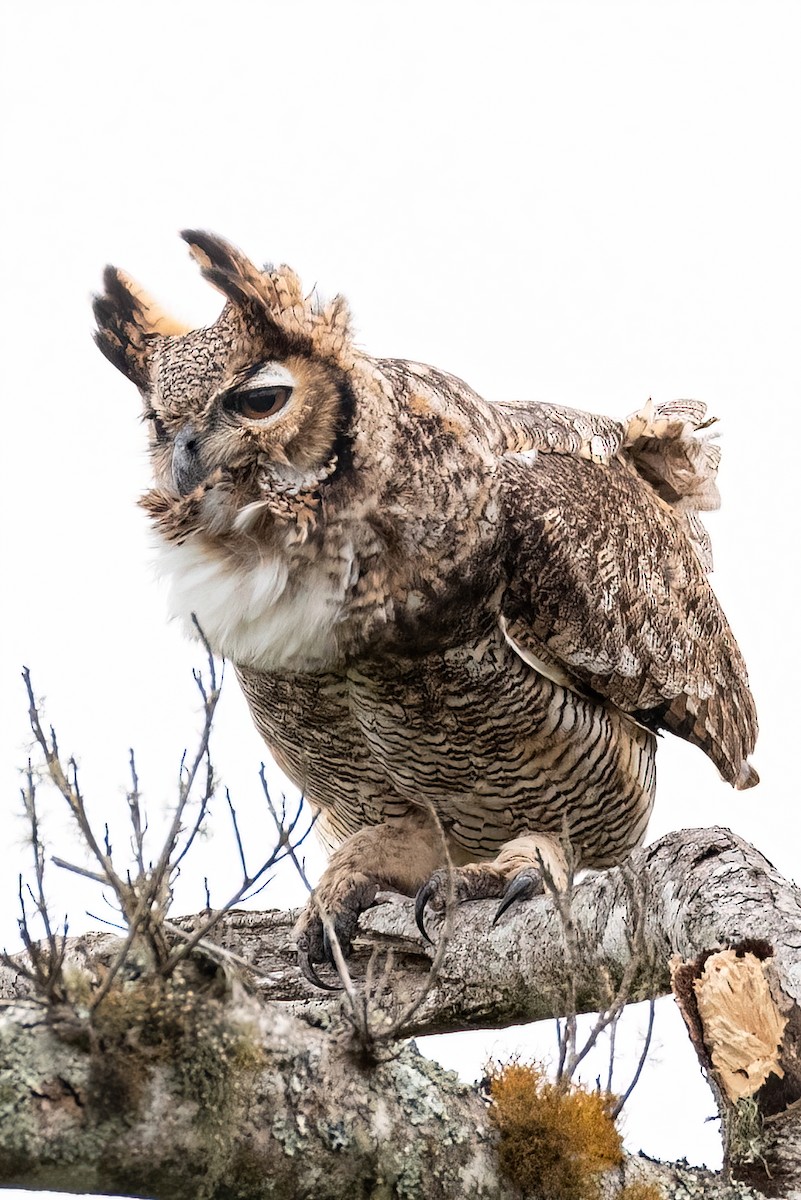 Great Horned Owl - ML434835181