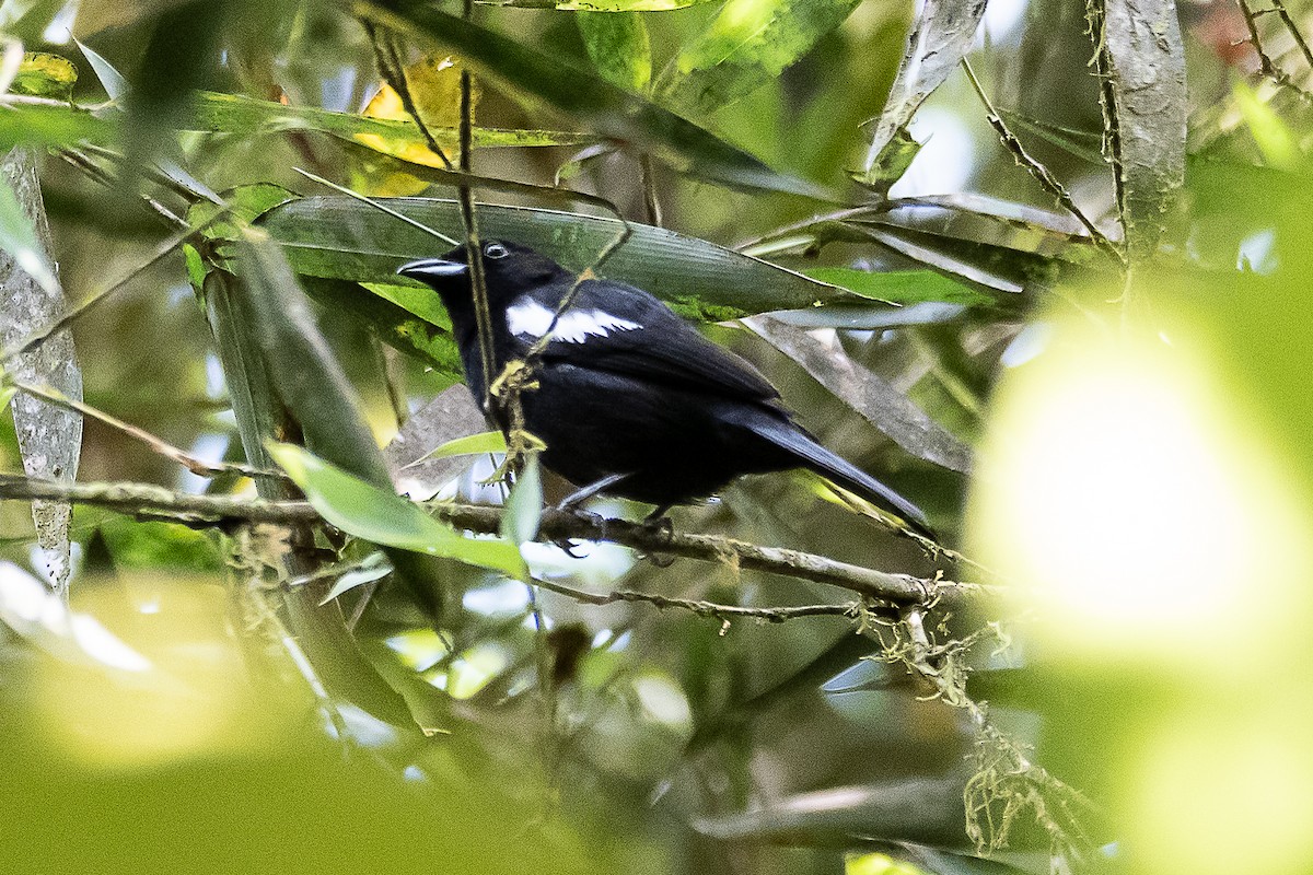 White-shouldered Tanager - ML434835461