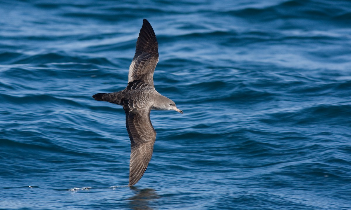 Pink-footed Shearwater - ML434839571