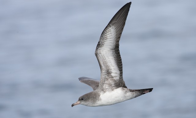  - Pink-footed Shearwater - 