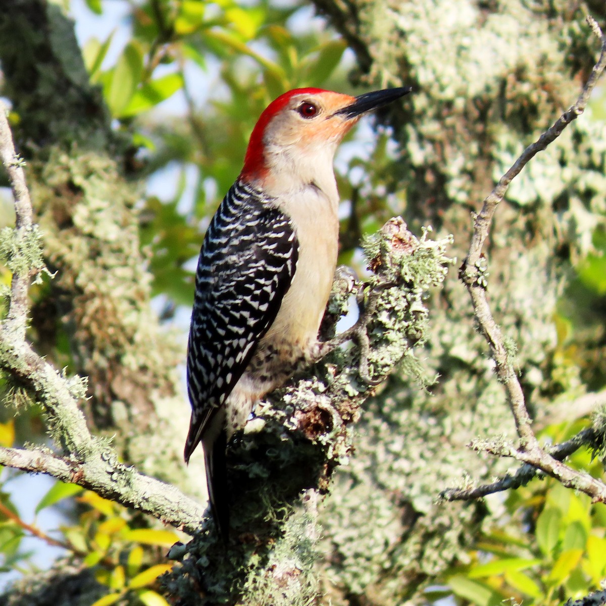 Red-bellied Woodpecker - ML434850221