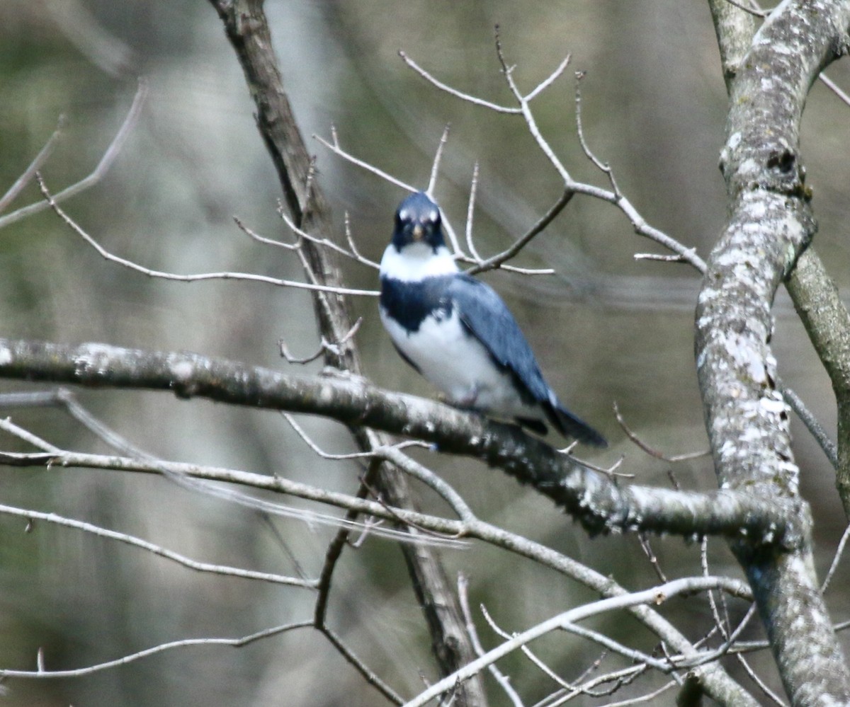 Belted Kingfisher - ML434851701