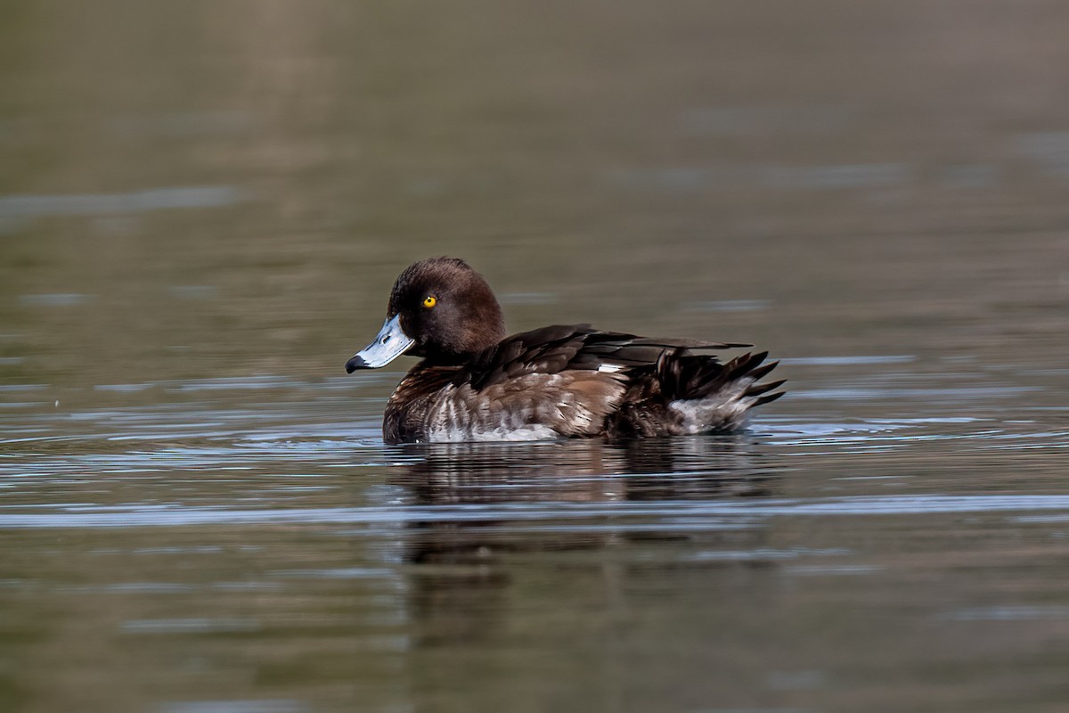 Tufted Duck - ML434863801