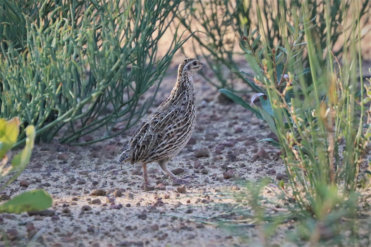 Stubble Quail - Darcy Whittaker