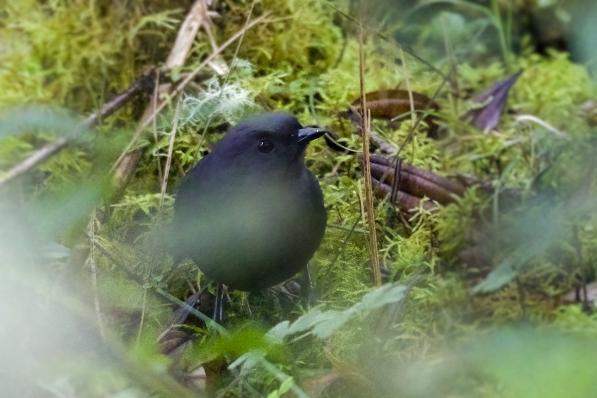 Large-footed Tapaculo - ML434870871