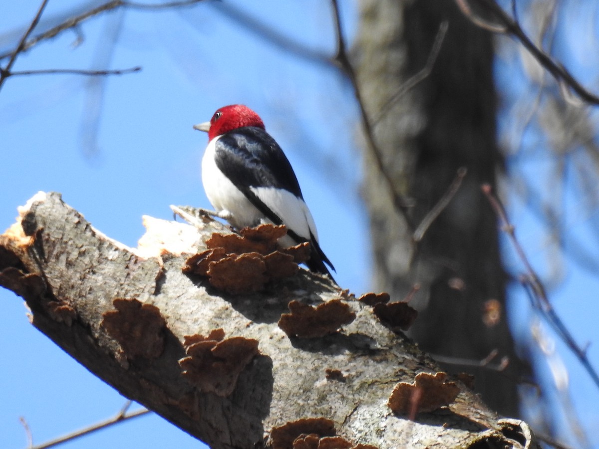 Red-headed Woodpecker - ML434876371