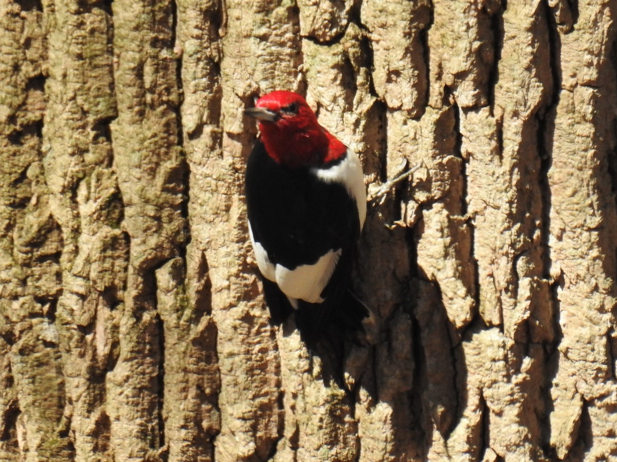 Red-headed Woodpecker - ML434876601