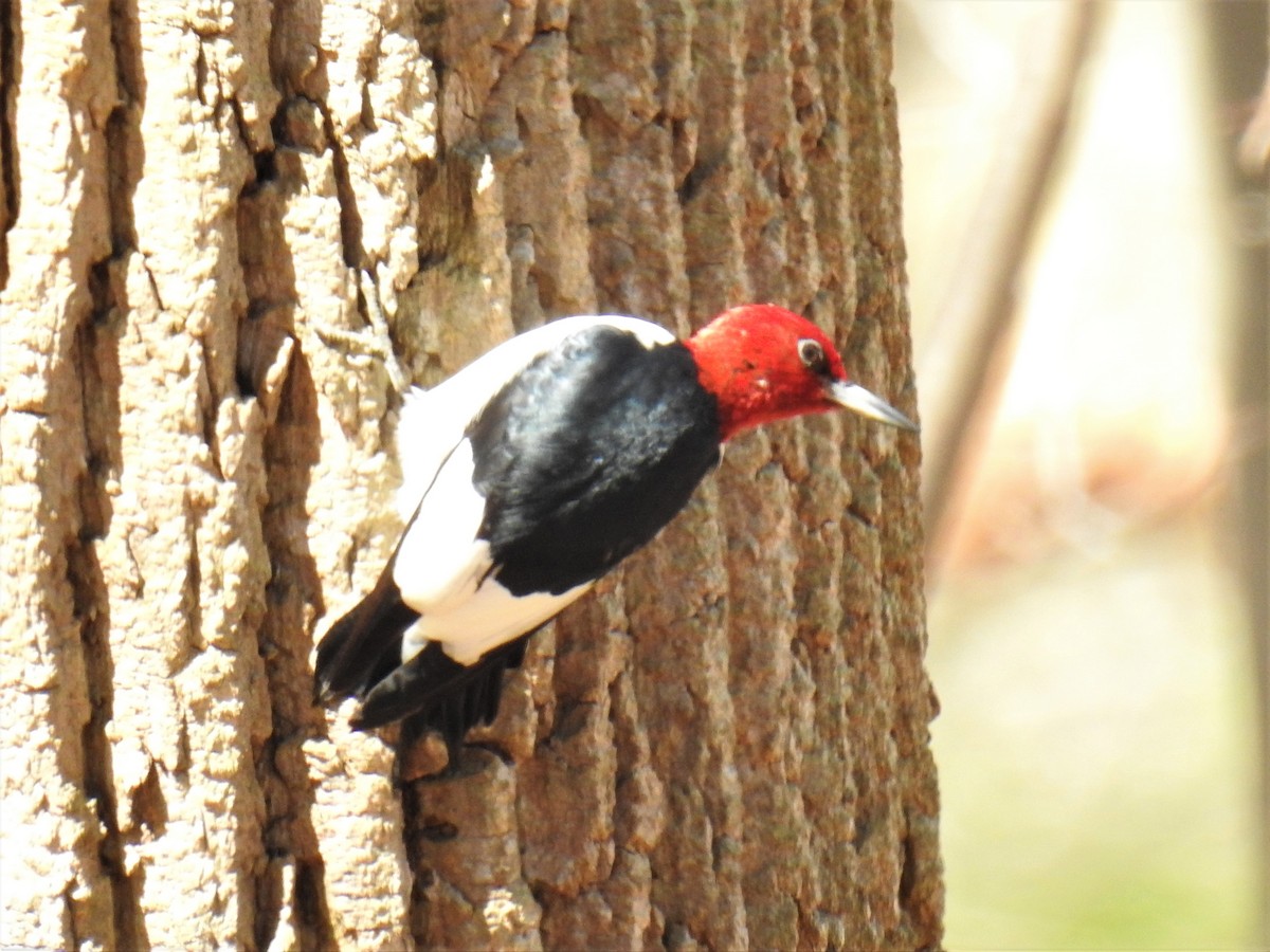Red-headed Woodpecker - ML434877021