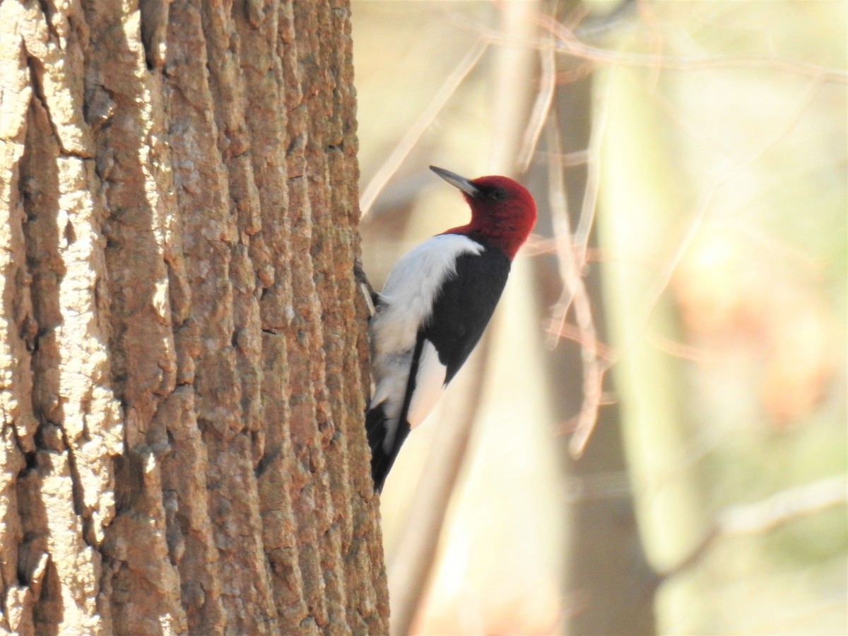 Red-headed Woodpecker - ML434877191