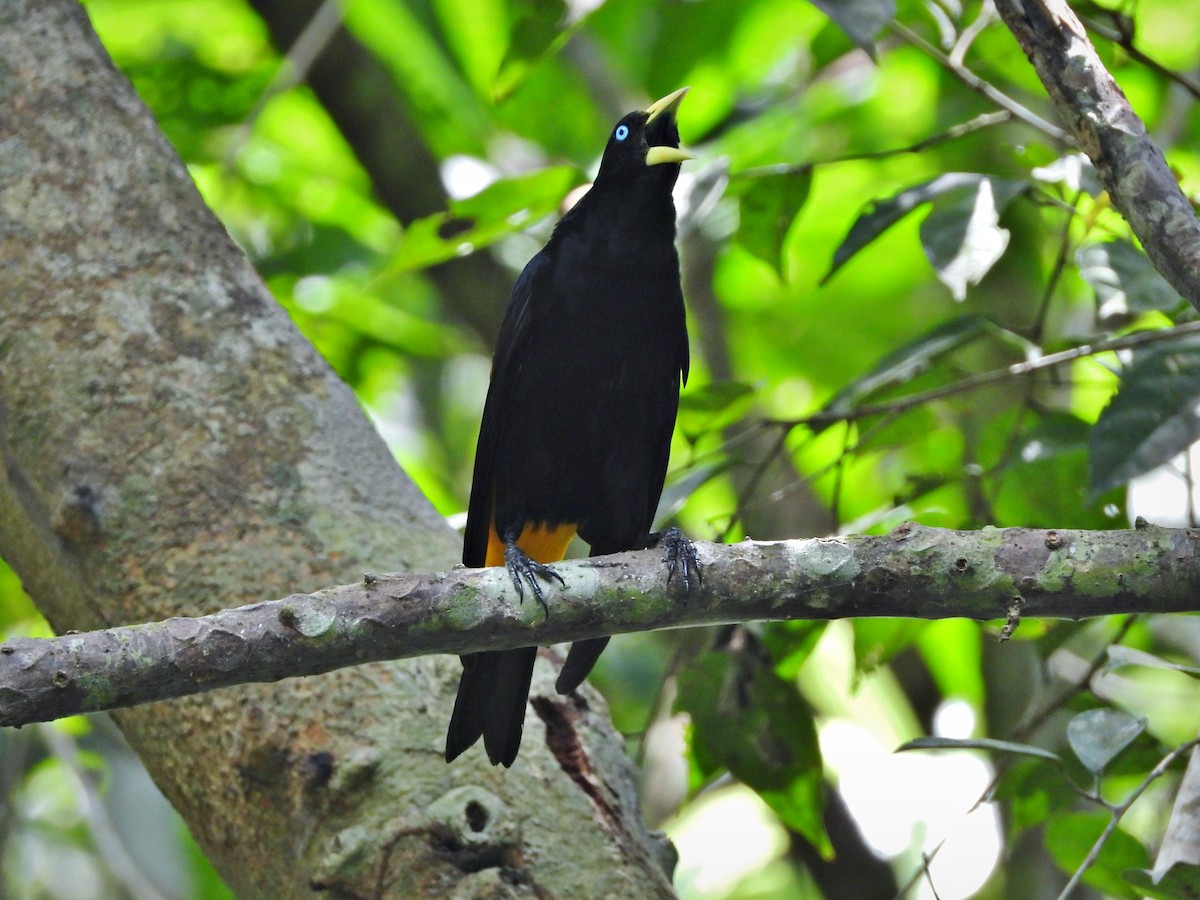Yellow-rumped Cacique - ML434878831
