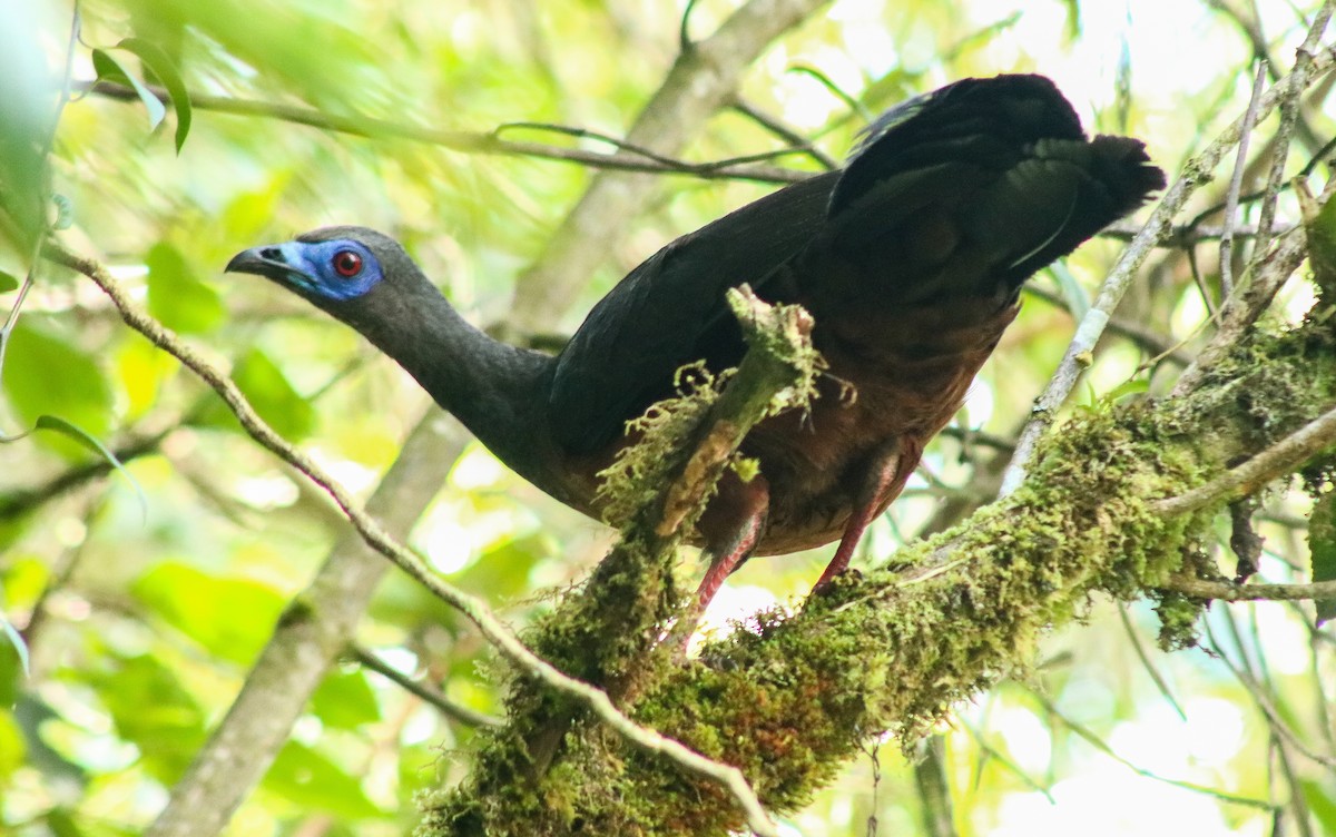 Sickle-winged Guan - ML434880051