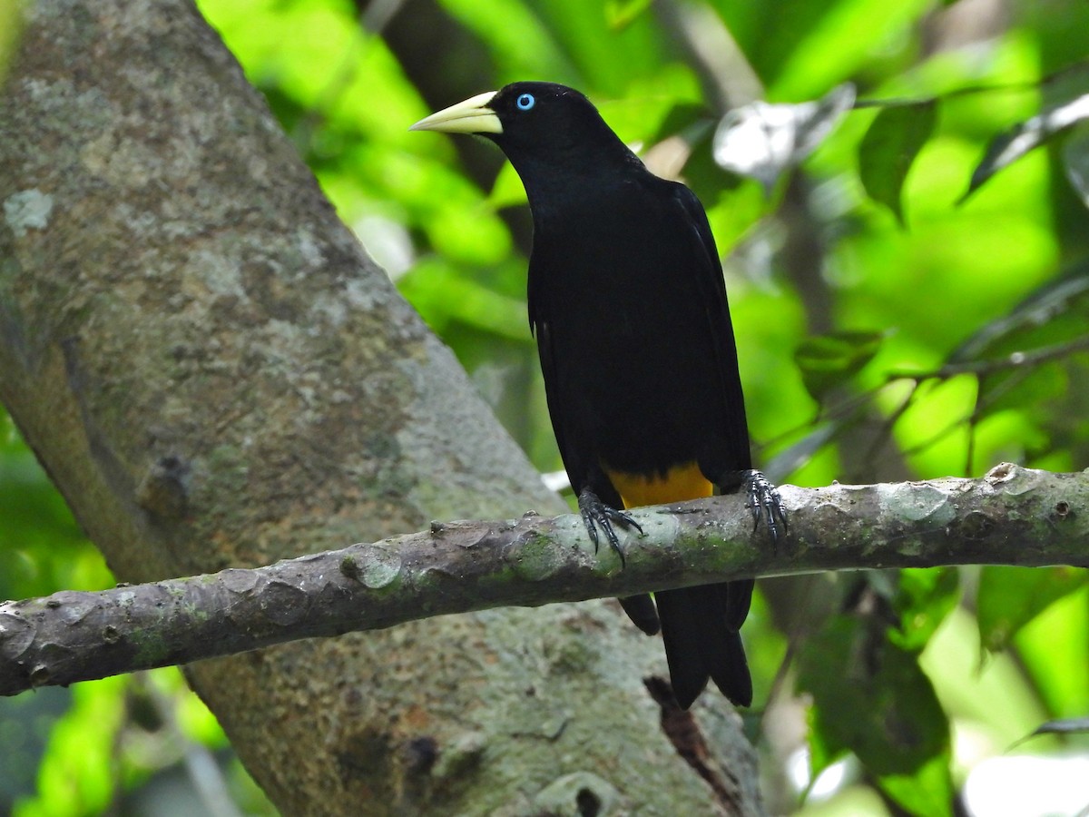 Yellow-rumped Cacique - ML434881211