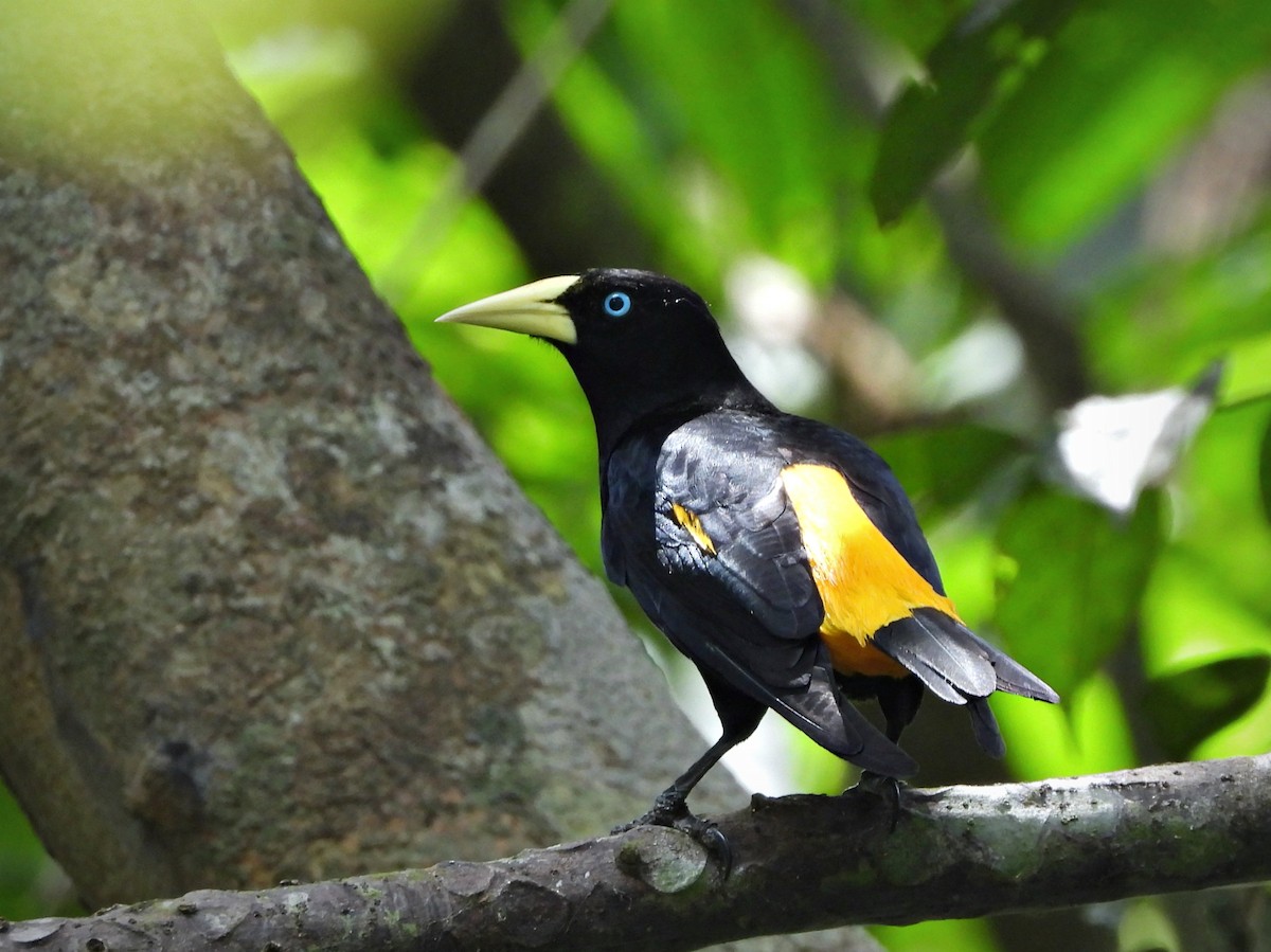 Yellow-rumped Cacique - ML434882801