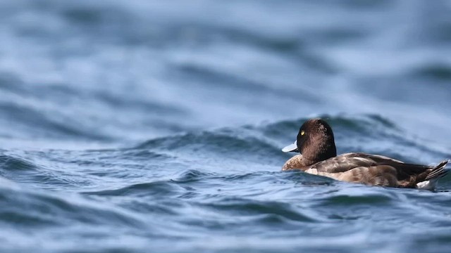 Tufted Duck - ML434883091