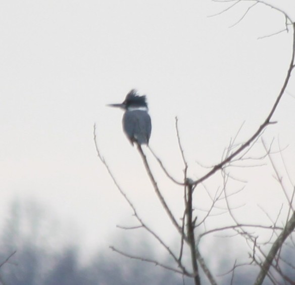 Belted Kingfisher - ML43488411