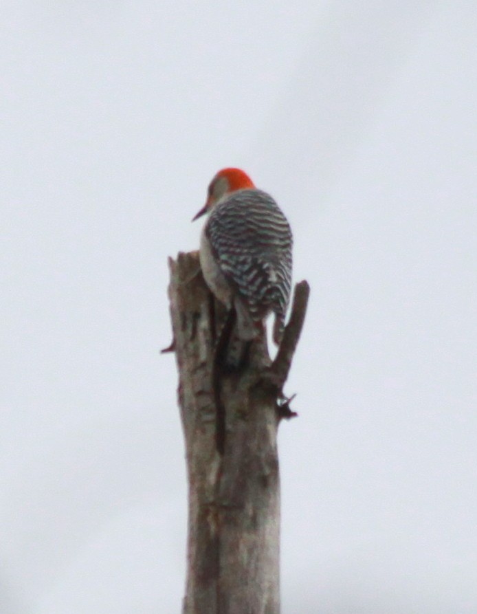 Red-bellied Woodpecker - ML43488561