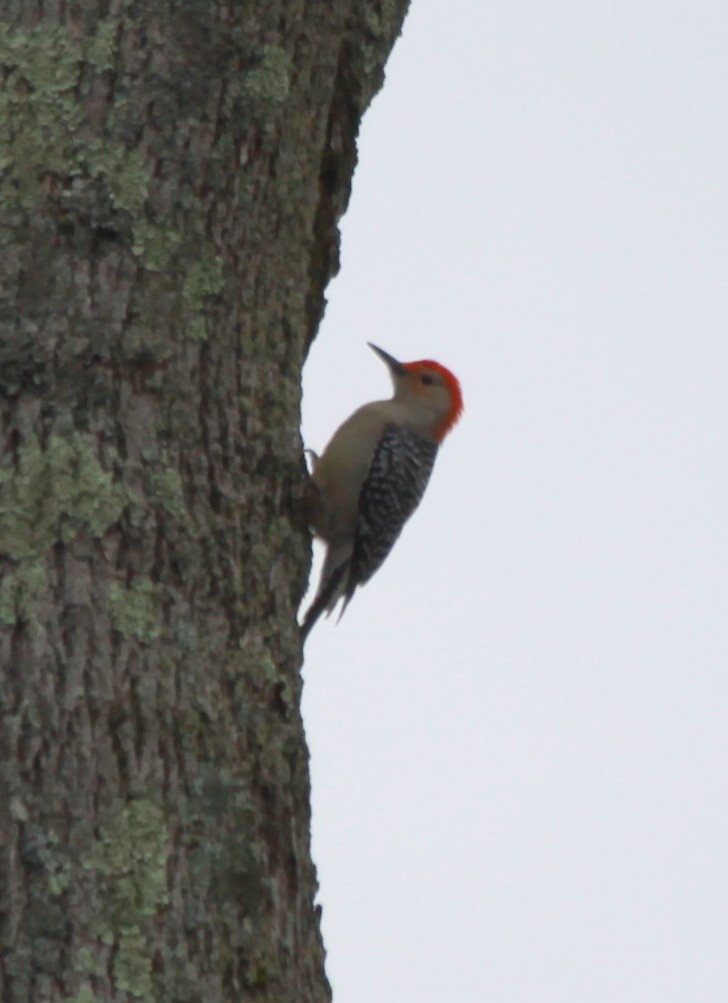 Red-bellied Woodpecker - ML43488571