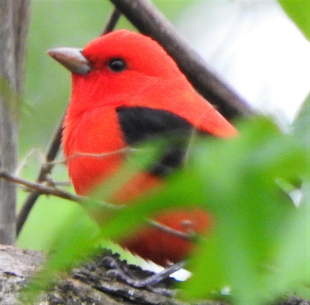 Scarlet Tanager - ML434887001