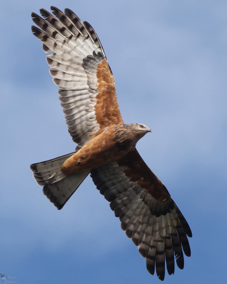 Square-tailed Kite - India I’Anson