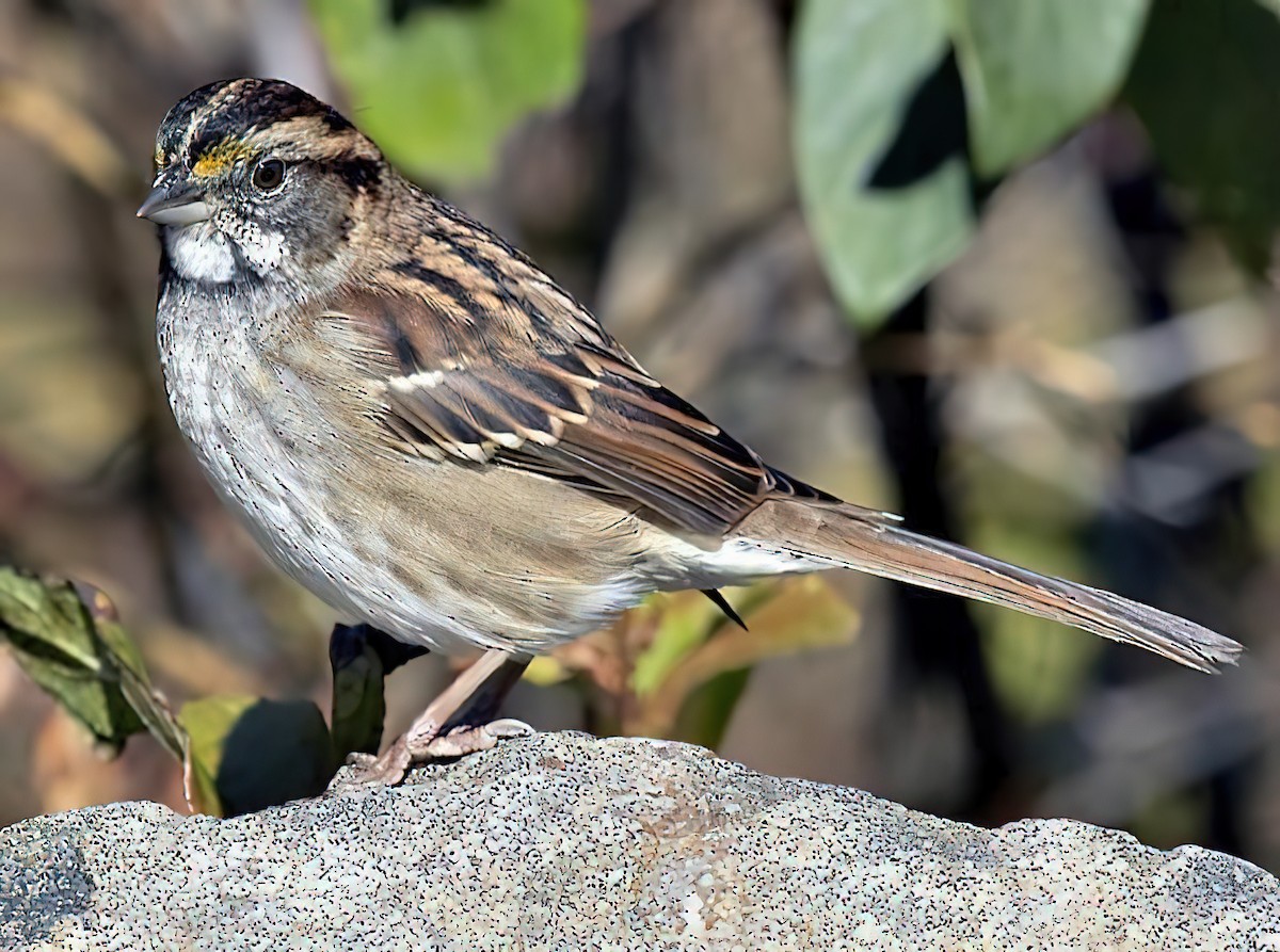 White-throated Sparrow - ML434894351