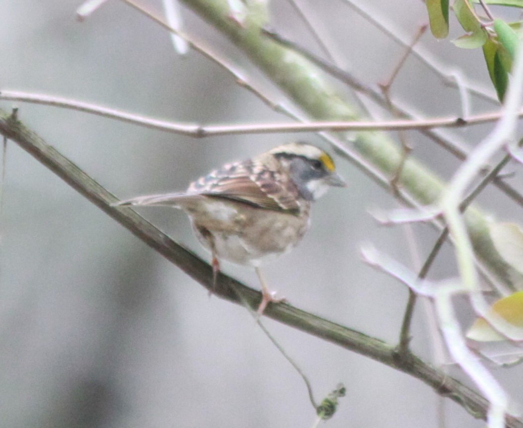 White-throated Sparrow - ML43489791