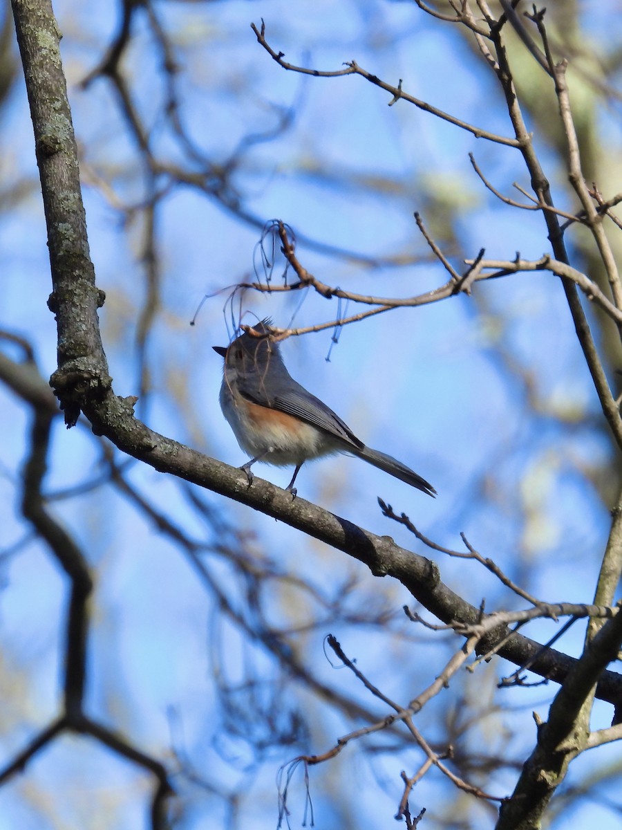 Tufted Titmouse - Tracy Mosebey