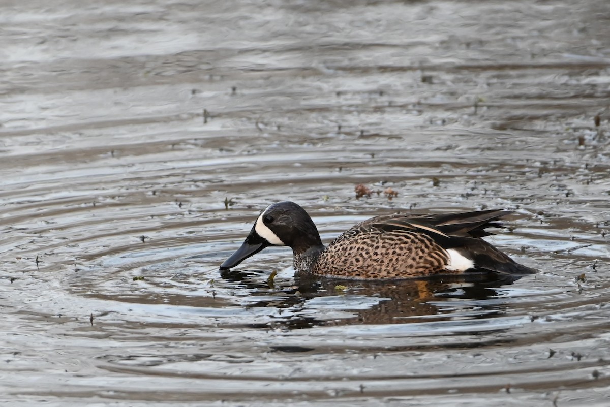 Blue-winged Teal - ML434904921