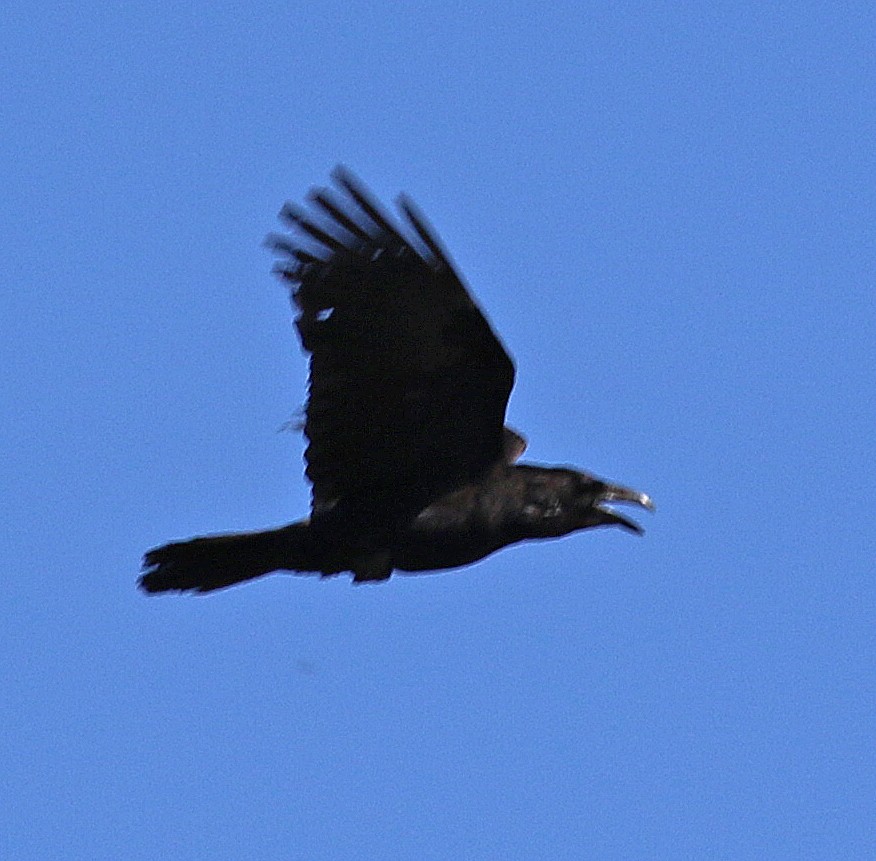 Common Raven - ML434909931