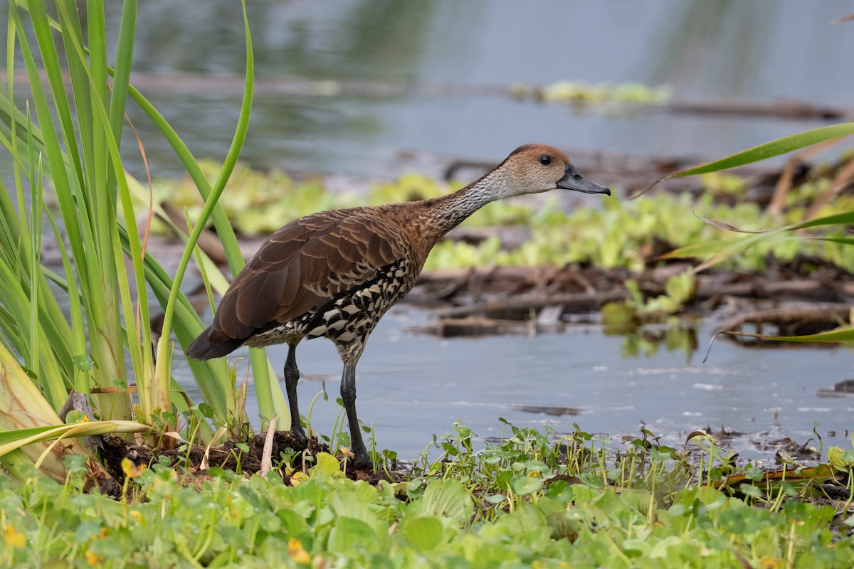 West Indian Whistling-Duck - ML434911741