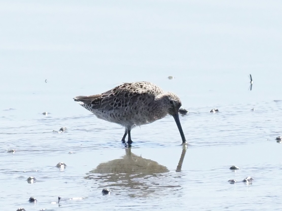 Long-billed Dowitcher - Yve Morrell