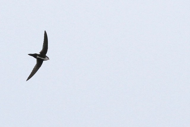 White-throated Swift - Anonymous