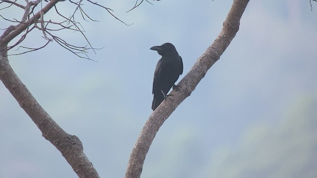 Large-billed Crow - ML434913391