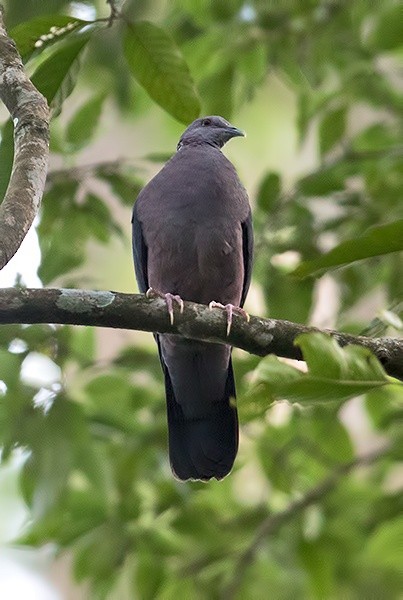 Sri Lanka Wood-Pigeon - ML43492731