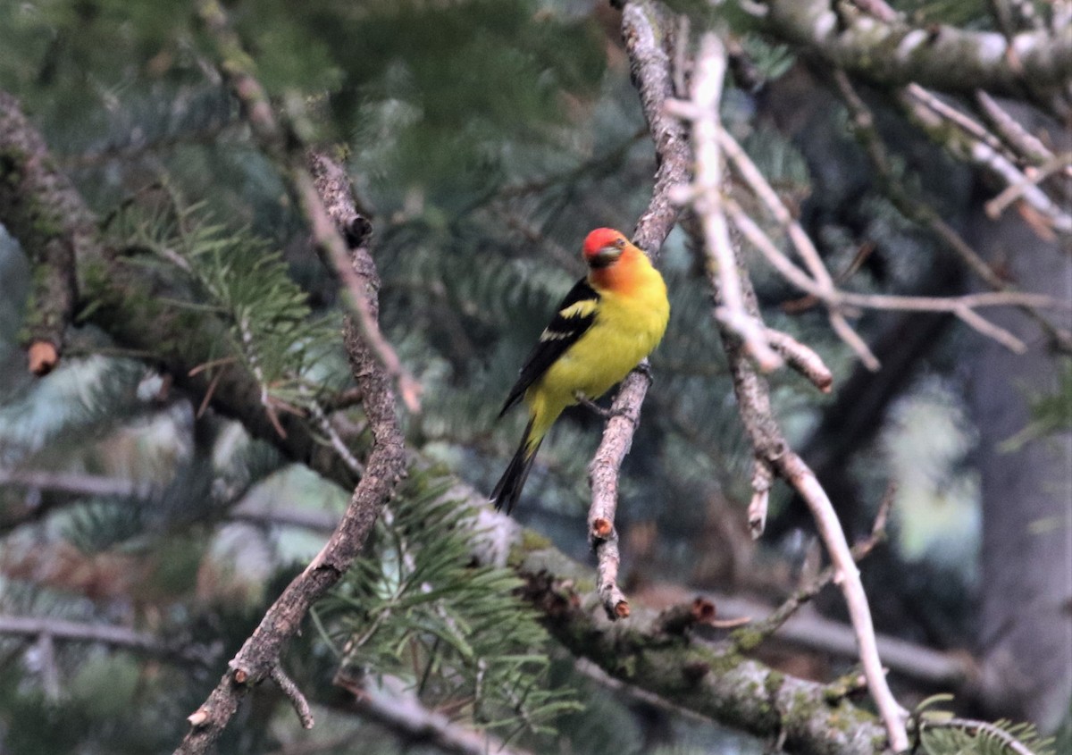 Western Tanager - ML434933591