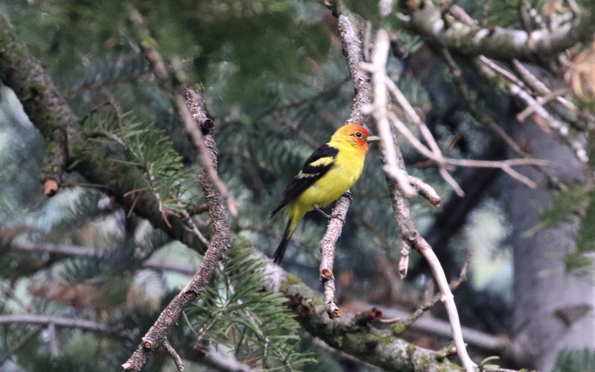 Western Tanager - ML434933601