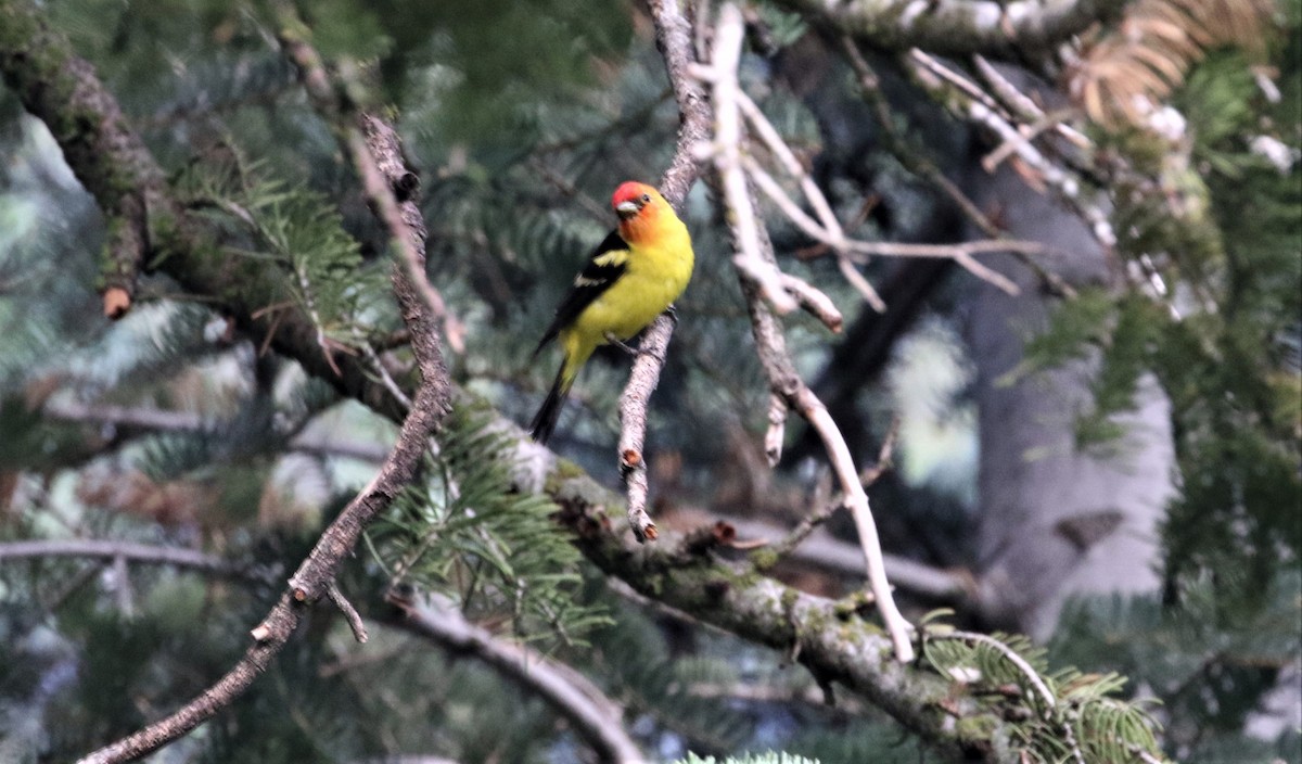 Western Tanager - ML434933611