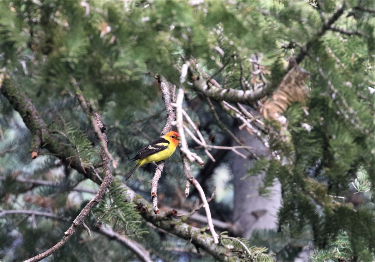 Western Tanager - ML434933621