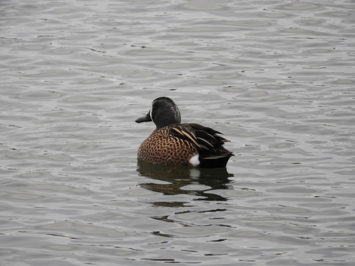 Blue-winged Teal - ML434934791