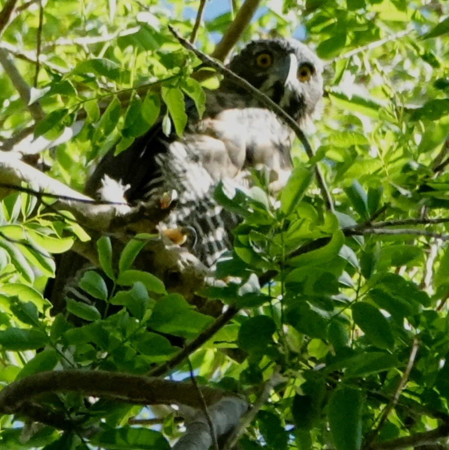 Sulawesi Hawk-Eagle - David Diller