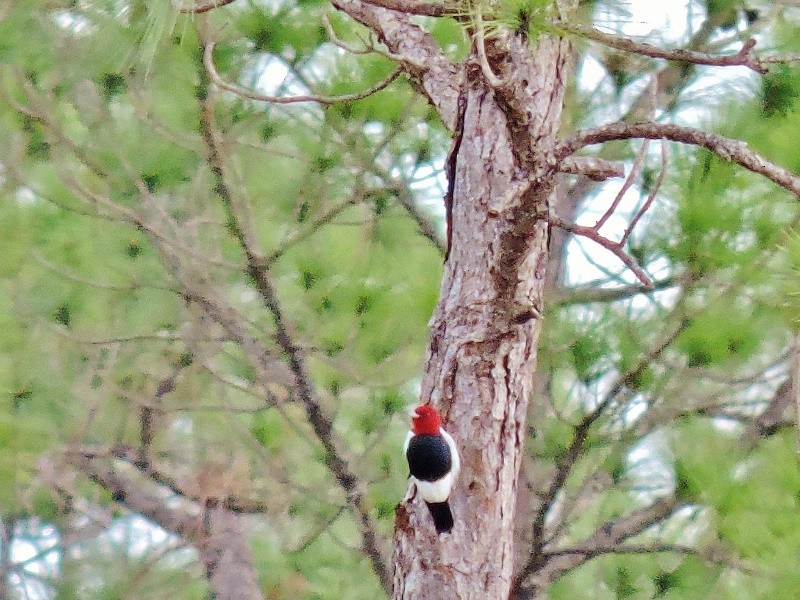 Red-headed Woodpecker - ML43494531