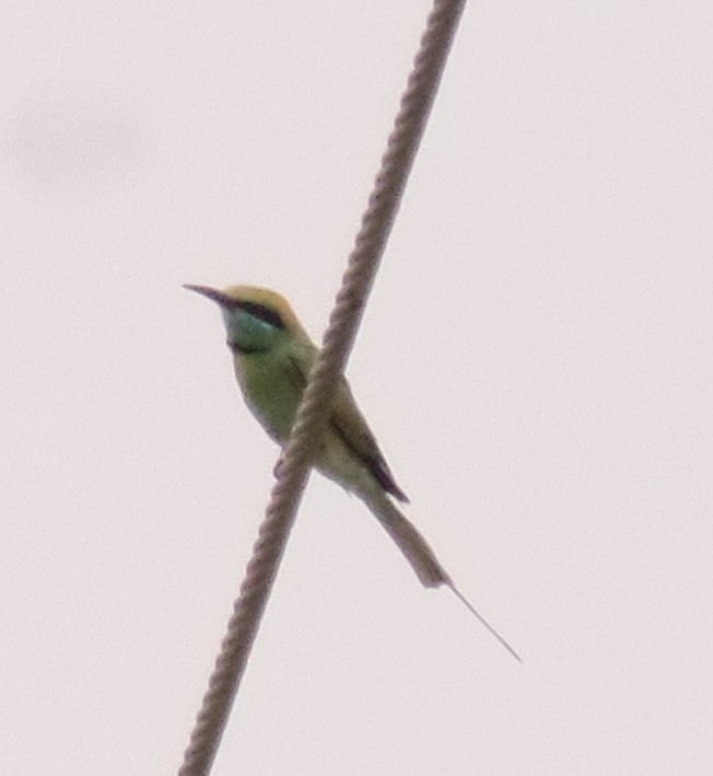 Asian Green Bee-eater - ML434946811