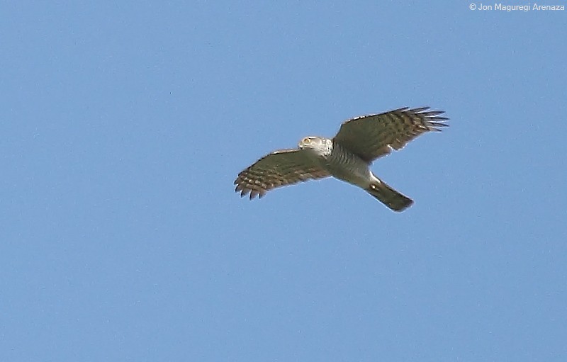 Eurasian Sparrowhawk - ML434954461